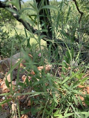 Justicia divaricata