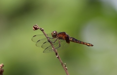 Hadrothemis defecta