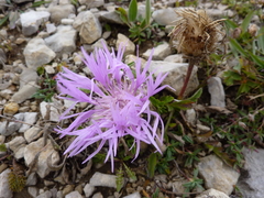 Psephellus caucasicus