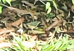 Passerina ciris ciris