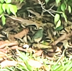 Passerina ciris ciris