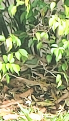 Passerina ciris ciris