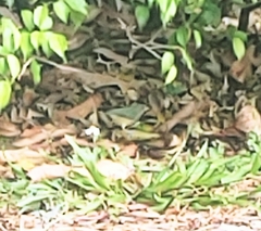 Passerina ciris ciris