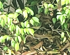 Passerina ciris ciris