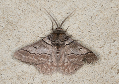 Hypobapta tachyhalotaria