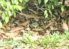 Passerina ciris ciris