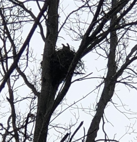 Great Horned Owl photographed in Indiana