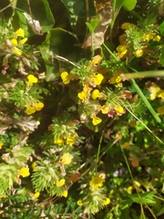 Ajuga chamaepitys