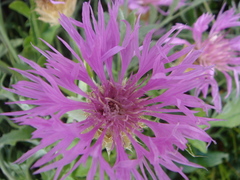 Psephellus caucasicus