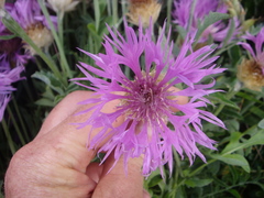 Psephellus caucasicus