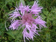 Psephellus caucasicus