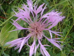 Psephellus caucasicus