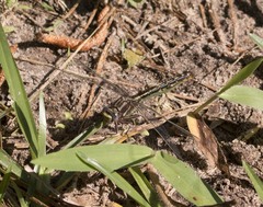 Phanogomphus lividus