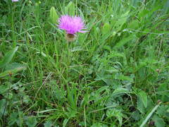 Psephellus caucasicus