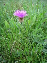 Psephellus caucasicus