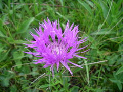 Psephellus caucasicus