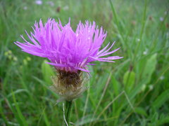 Psephellus caucasicus