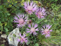 Psephellus caucasicus