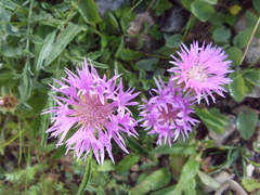 Psephellus caucasicus