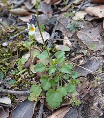 Viola kitaibeliana