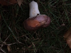 Russula versicolor