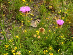 Psephellus caucasicus