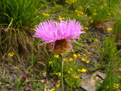 Psephellus caucasicus