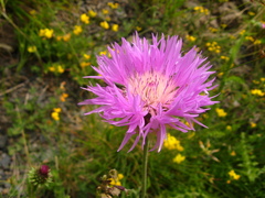 Psephellus caucasicus