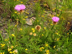 Psephellus caucasicus