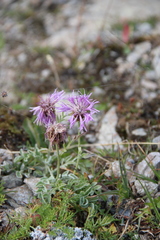 Psephellus caucasicus