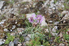 Psephellus caucasicus