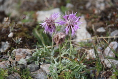 Psephellus caucasicus