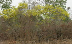 Pterocarpus erinaceus