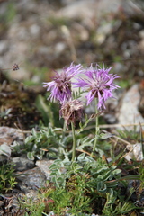 Psephellus caucasicus