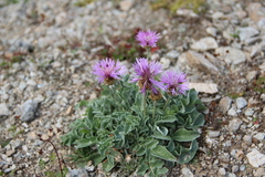 Psephellus caucasicus