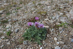 Psephellus caucasicus