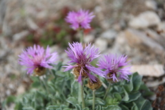 Psephellus caucasicus