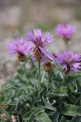 Psephellus caucasicus