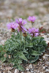 Psephellus caucasicus