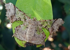 Krananda semihyalina