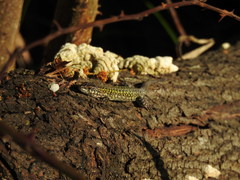 Podarcis carbonelli carbonelli