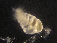 Bolivinitidae