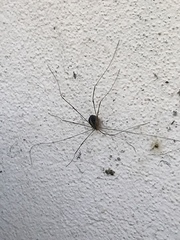 Cosmobunus granarius