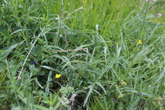 Psephellus pulcherrimus