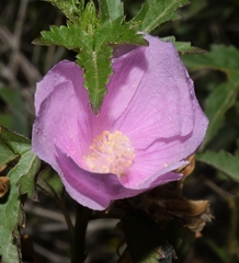 Hibiscus phoeniceus