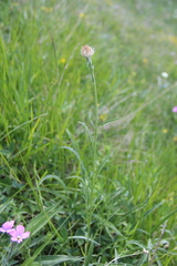Psephellus pulcherrimus