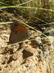Stygionympha wichgrafi williami