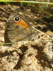 Stygionympha wichgrafi williami