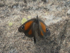 Stygionympha wichgrafi williami