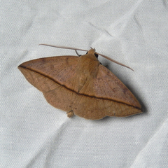 Ugia purpurea